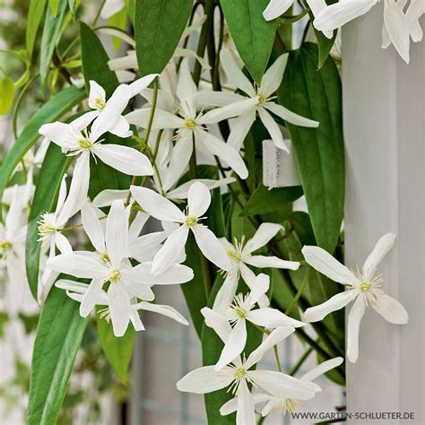 Pflanzenversand mit großer auswahl ✓ und schnellem versand ✓. Clematis Winterhart / Clematis in the garden - planting ...