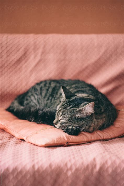Grey Cat Sleeping By Stocksy Contributor Vera Lair Stocksy