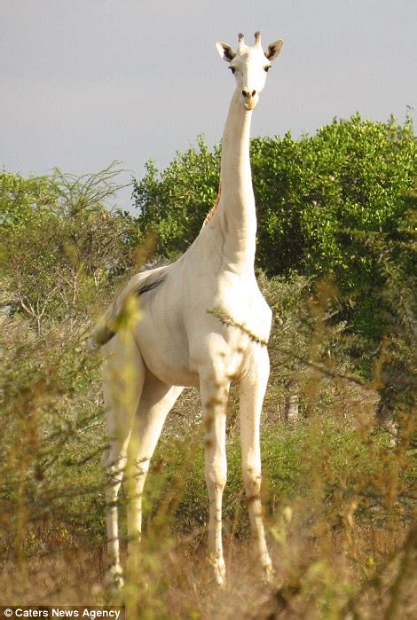 Photos Can The Rumor Of The White Albino Giraffe Finally Be Proven 3