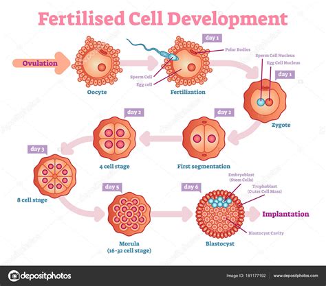 Diagrama De Desenvolvimento Celular Fertilizado Ilustração Vetorial