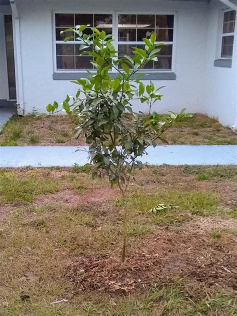 Planted Two Shiranui Tangerine Trees In My Front Yard Yesterday This