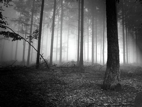 Dark Forest Backgrounds Wallpaper Cave