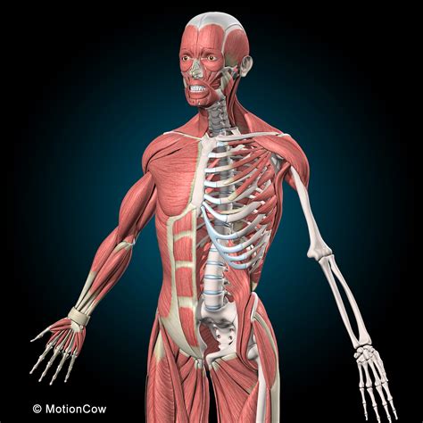 3d Human Vertebrae Skeleton Muscles Anatomy Model