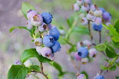 Blueberries Planting Growing And Harvesting Blueberries At Home