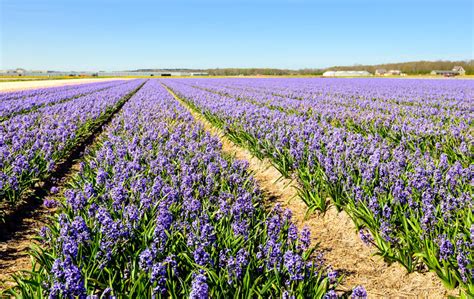Striking Purple Flowering Hyacinth Plants In A Dutch Field