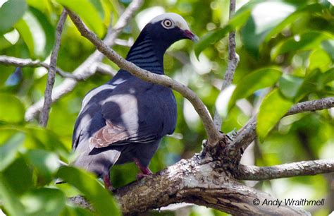 White Crowned Pigeon Gfbwt
