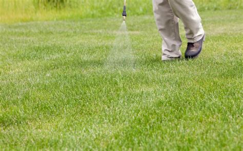 Most new sod gets watered 3x per day for 10 minutes. Ultimate Bermuda Grass Care Guide - runtedrun