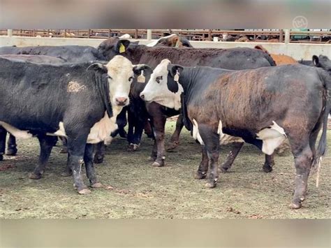 25 Crossbred Cows Angus Brangus Hereford For Sale In Bryan Texas