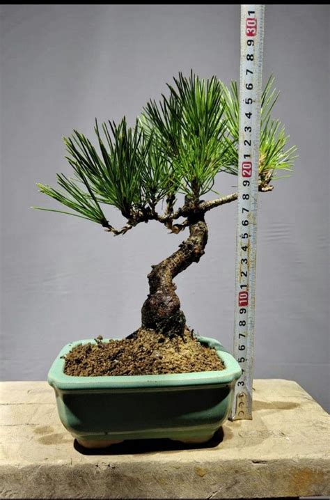Shohin Black Pine Bonsai 3 Furniture And Home Living Gardening Plants
