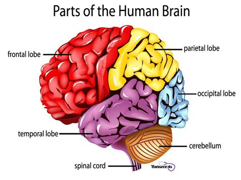 The central nervous system (cns) includes the brain and the spinal cord. 11 Facts About the Nervous System Every Nursing Student Should Know | Brain diagram, Human brain ...