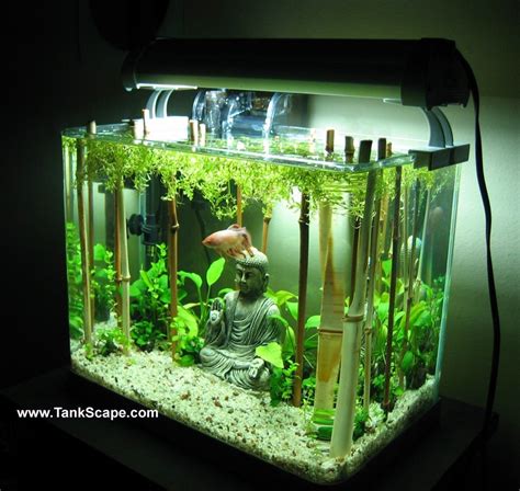 Lucky Fish Betta Tank With Bamboo Forest If Only Ben Hornby Had