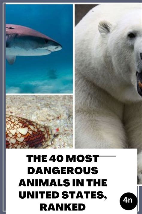 The 40 Most Dangerous Animals In The United States Ranked In 2022