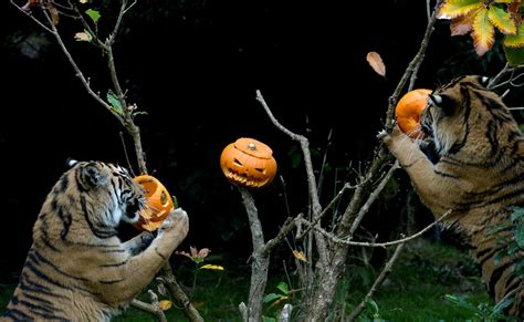 Happy halloween jokes | halloween riddles and jokes 2020. Newsweek on Twitter: "These Halloween jokes are (candy ...