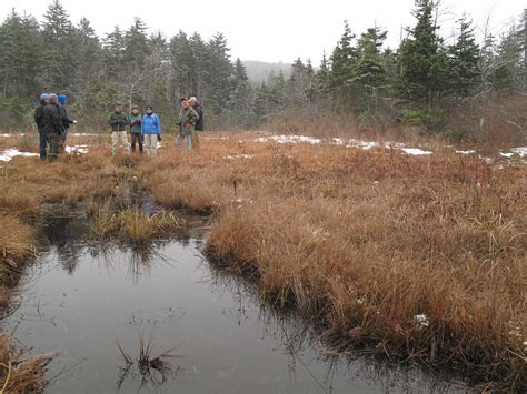 Discussing Bog Conservation Southern Appalachian Bogs Are Flickr