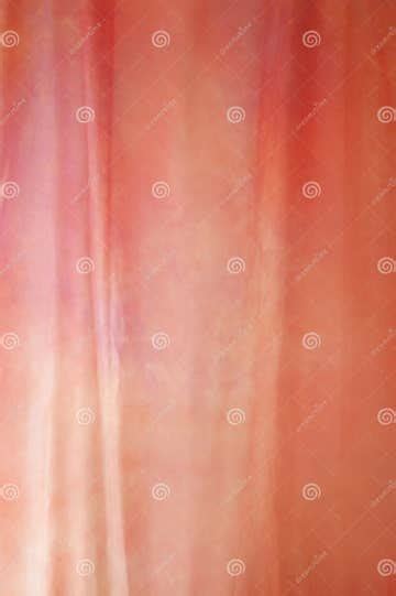 Pink Studio Background Stock Photo Image Of Backdrop 18411276