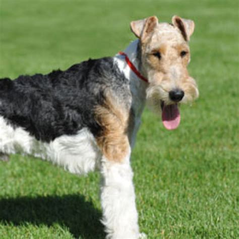 Wire Fox Terrier Grooming Bathing And Care Espree