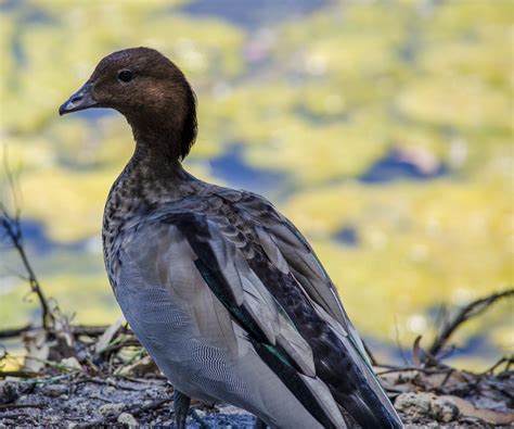 Australian Wood Duck Australianbirds