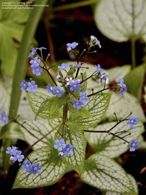 Plantfiles Pictures Variegated Siberian Bugloss False Forget Me Not