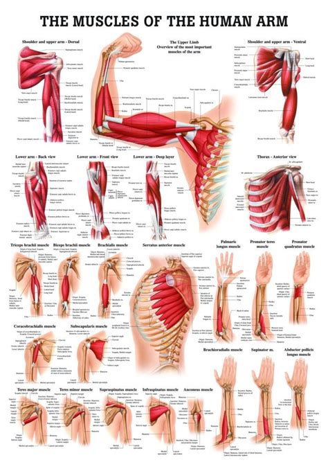 Human Muscles Of The Arm Poster Clinical Charts And Supplies