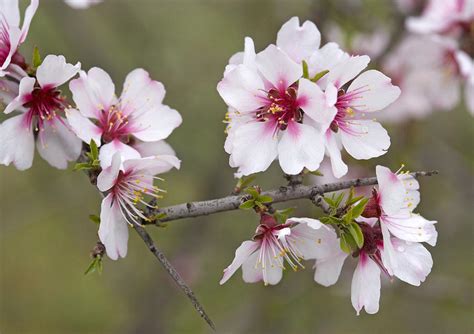 Almond Prunus Dulcis Photograph By Bob Gibbons Fine Art America