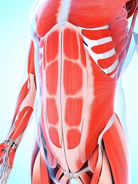 Human Abdominal Muscular System Photograph By Sebastian Kaulitzki Pixels