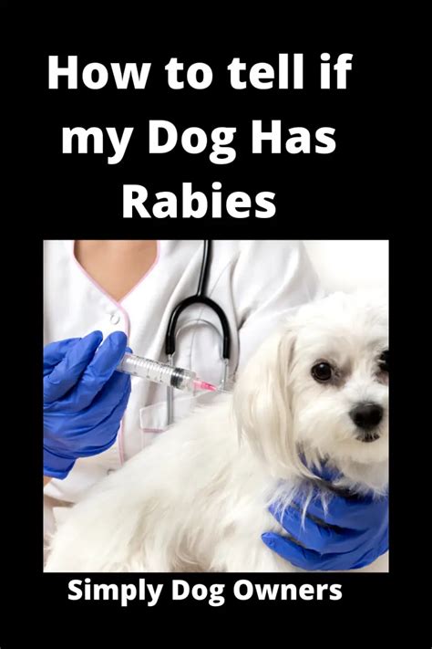 How To Tell If My Dog Has Rabies Quickly Rush To Vet Simplydogowners