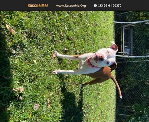 Adopt 23030100370 ~ American Bulldog Rescue ~ Dayton Oh