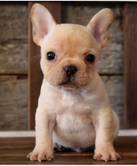 12 Weeks Old French Bulldog Puppies Cambria County For Sale Altoona