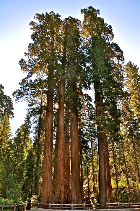 Giant Sequoias And Redwood Trees Pictures Redwood And Sequoia National Parks
