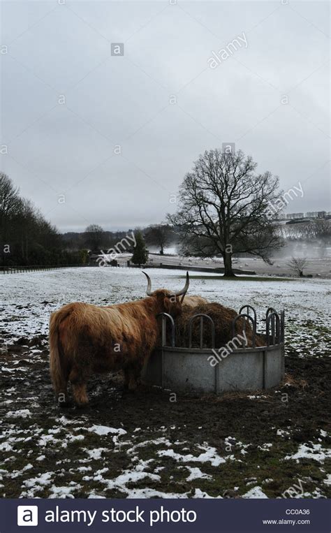 Highland Cow In A Perthshire Field During Winter With Snow And Mist