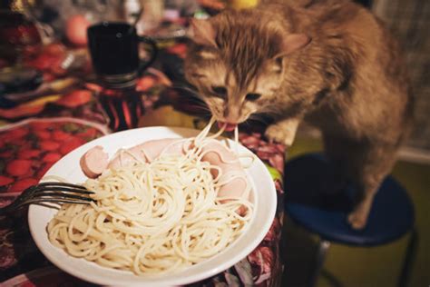 Can Cats Have Noodles Canzi