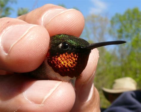 About 350 species of hummingbirds are known. Ohio Birds and Biodiversity: Hummingbirds: early to return ...