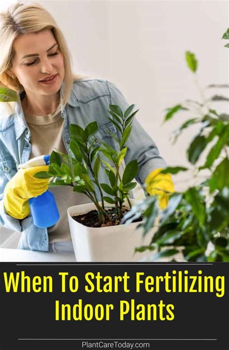 When To Start Fertilizing Indoor Plants Home Grown Cycle