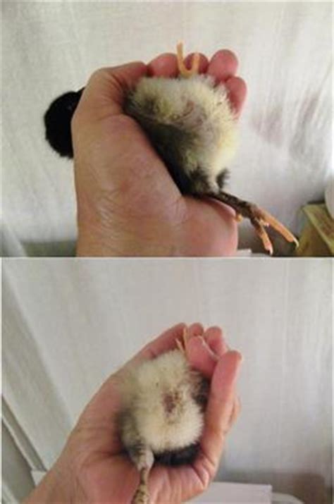 Red swollen lump below her vent on her bottom. Chick Swollen Underside