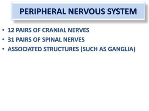 Ppt Introduction To Peripheral Nervous System Powerpoint Presentation
