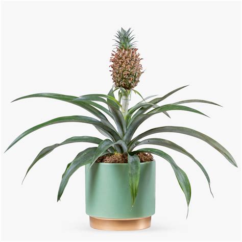 Pineapple Plant | Haute Florist