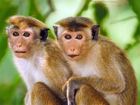 Chinese Scientists Have Genetically Engineered Autistic Monkeys