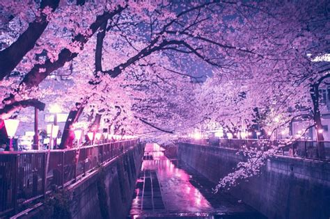 Animated Cherry Blossom Tree Wallpaper Cherry Blossom Night Cherry