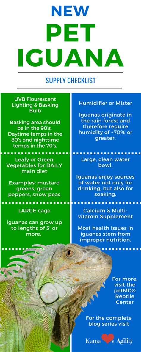 While iguanas may live up to 20 years in the wild, they often die within the first year in captivity due to improper care. Are You Ready to Own a Pet Iguana? #reptile #reptilecare # ...