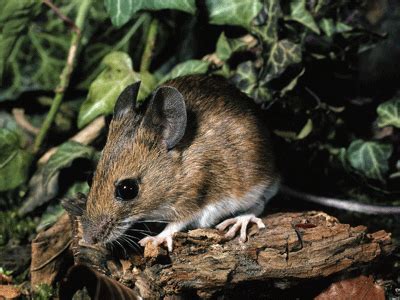 They use a soft material such as insulation of paper to make a soft nest that provides safety and. Get Rid of Deer Mice | Prevent Infestations | Batzner Pest ...