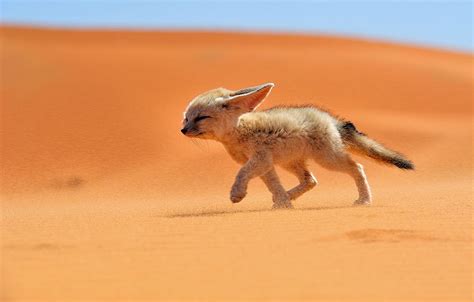 22 Breathtaking Wildlife Pictures Of Beautiful Foxes