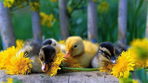 Free download Cute Babies Duck Wallpaper HD Wallpapers [1920x1080] for