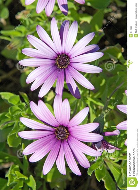 Beautiful Large Pink Or Purple Flowers Stock Photo Image