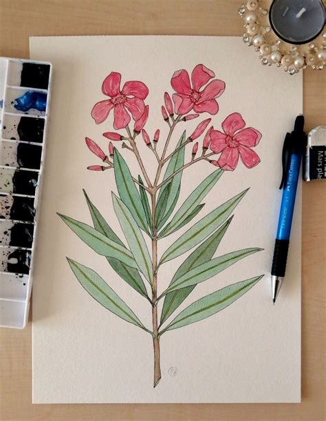 Oleandro Printables Nerium Oleander Prints Digital Drawing