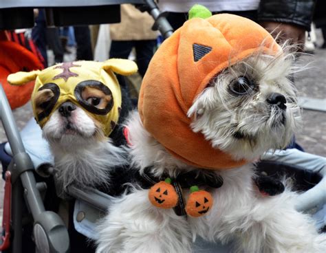 Cuteness Overload At Farleys 30th Annual Pet Parade And Halloween