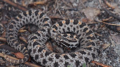 Dusky Pygmy Rattlesnake Florida Herpetofauna · Inaturalist