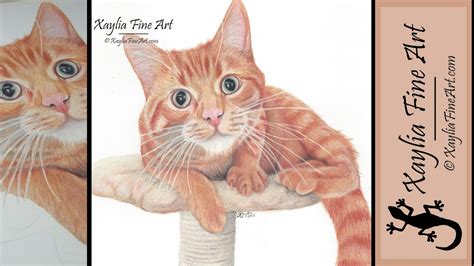 How To Draw Cat Fur With Colored Pencil Pencil Colored Drawings