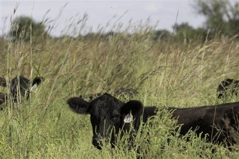 Mdc And Partners Offer Grazing Assistance For Livestock Owners
