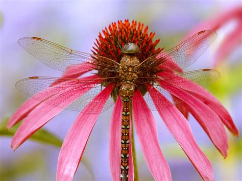 Dragonfly | Fun Animals Wiki, Videos, Pictures, Stories