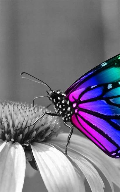 Desktop Butterfly Tablet Wallpapers Butterflies Backgrounds